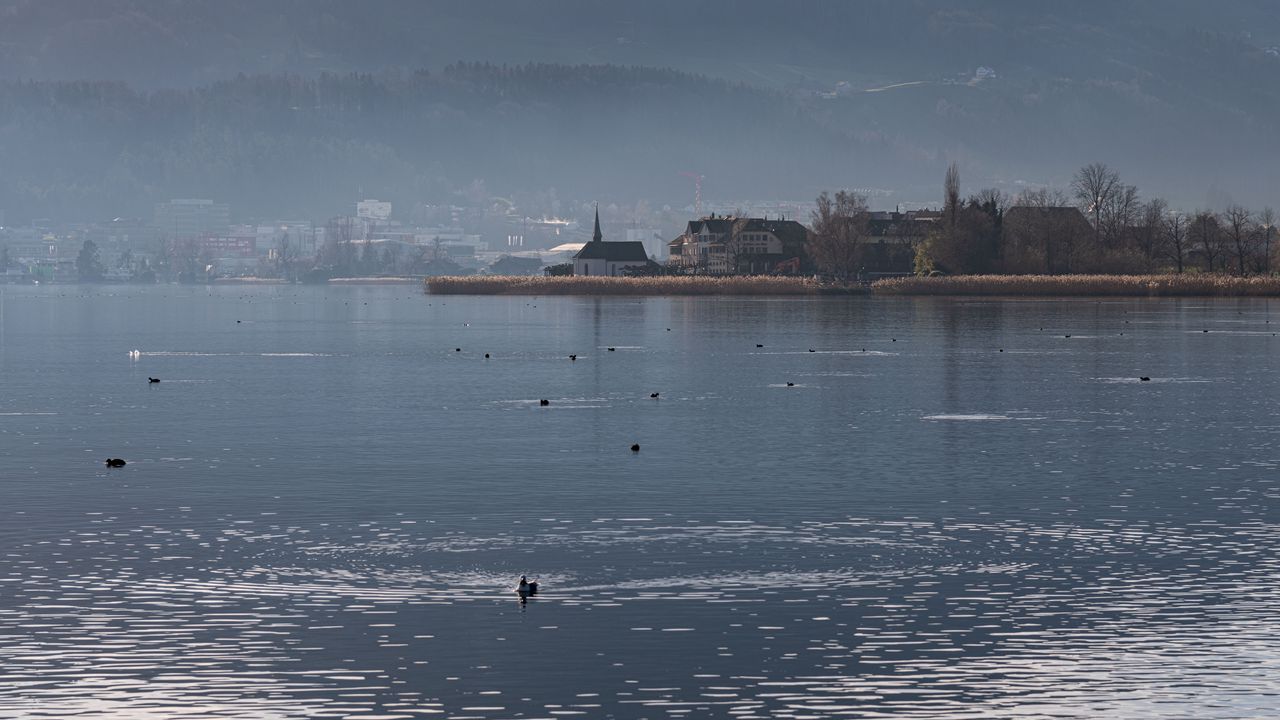 Wallpaper lake, birds, ripples, buildings, shore, fog