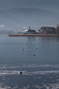 Preview wallpaper lake, birds, ripples, buildings, shore, fog