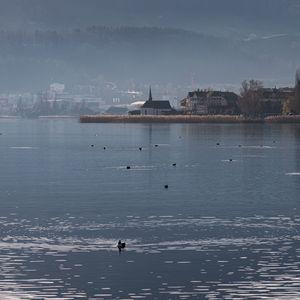 Preview wallpaper lake, birds, ripples, buildings, shore, fog