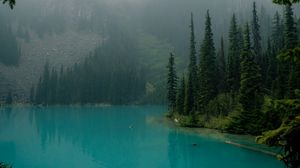 Preview wallpaper lake, branches, forest, fog