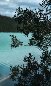 Preview wallpaper lake, bush, branches, nature