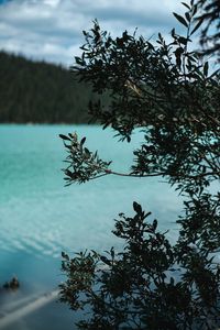 Preview wallpaper lake, bush, branches, nature