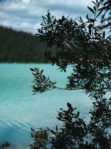 Preview wallpaper lake, bush, branches, nature