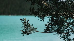 Preview wallpaper lake, bush, branches, nature