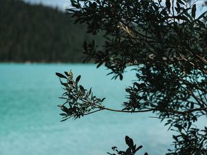 Preview wallpaper lake, bush, branches, nature