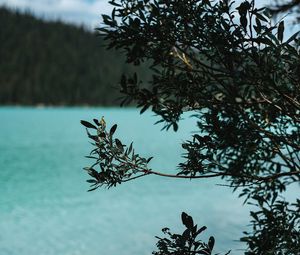 Preview wallpaper lake, bush, branches, nature