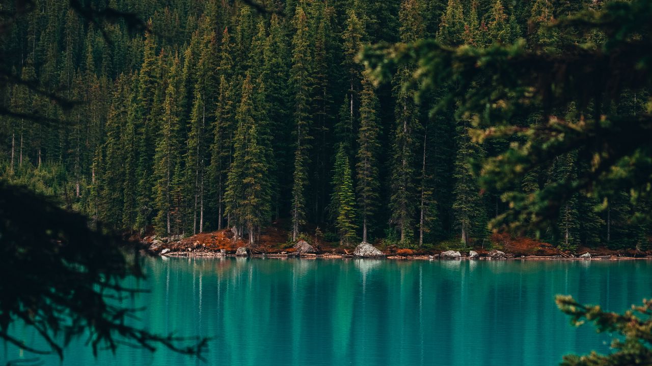 Wallpaper lake, coast, forest, pine trees, trees, water