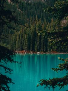 Preview wallpaper lake, coast, forest, pine trees, trees, water