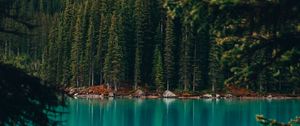Preview wallpaper lake, coast, forest, pine trees, trees, water