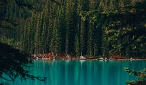 Preview wallpaper lake, coast, forest, pine trees, trees, water