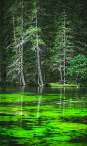 Preview wallpaper lake, coast, forest, pine trees, nature