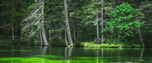 Preview wallpaper lake, coast, forest, pine trees, nature