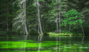 Preview wallpaper lake, coast, forest, pine trees, nature