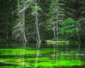 Preview wallpaper lake, coast, forest, pine trees, nature