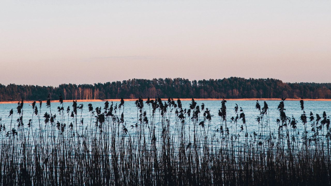 Wallpaper lake, coast, reed, trees, horizon