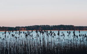 Preview wallpaper lake, coast, reed, trees, horizon