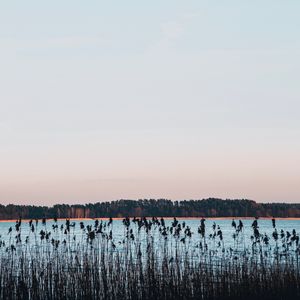 Preview wallpaper lake, coast, reed, trees, horizon