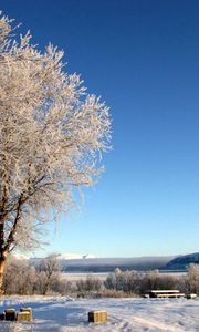 Preview wallpaper lake, coast, winter, hoarfrost