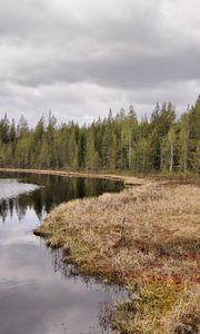 Preview wallpaper lake, coast, wood, coniferous, grass, faded, autumn, sky, gloomy, ripples