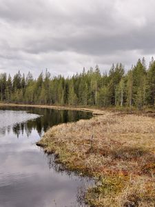 Preview wallpaper lake, coast, wood, coniferous, grass, faded, autumn, sky, gloomy, ripples