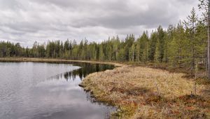 Preview wallpaper lake, coast, wood, coniferous, grass, faded, autumn, sky, gloomy, ripples