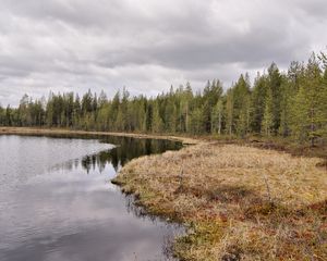 Preview wallpaper lake, coast, wood, coniferous, grass, faded, autumn, sky, gloomy, ripples