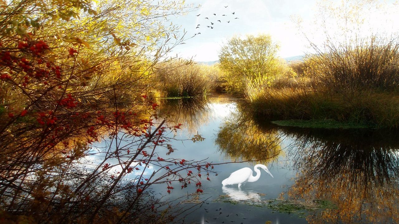 Wallpaper lake, crane, phantom, trees, birds