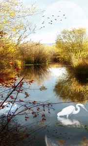 Preview wallpaper lake, crane, phantom, trees, birds