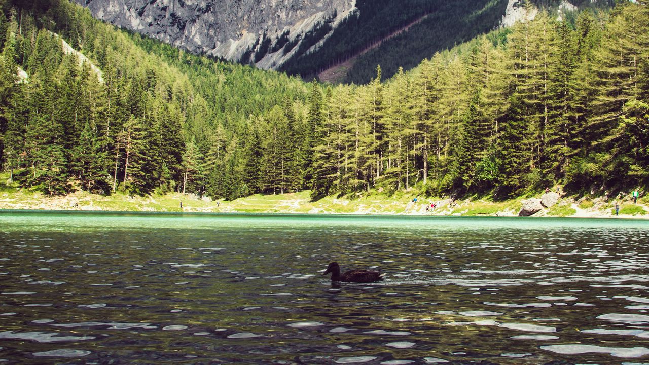 Wallpaper lake, duck, forest, mountains