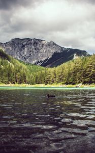 Preview wallpaper lake, duck, forest, mountains