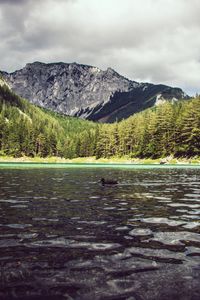 Preview wallpaper lake, duck, forest, mountains