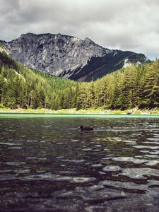 Preview wallpaper lake, duck, forest, mountains