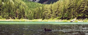 Preview wallpaper lake, duck, forest, mountains