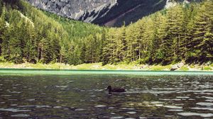 Preview wallpaper lake, duck, forest, mountains