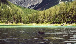 Preview wallpaper lake, duck, forest, mountains