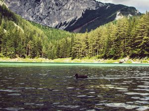 Preview wallpaper lake, duck, forest, mountains