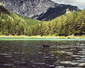 Preview wallpaper lake, duck, forest, mountains