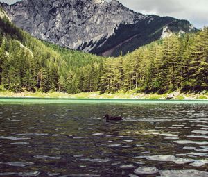 Preview wallpaper lake, duck, forest, mountains