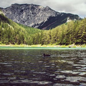 Preview wallpaper lake, duck, forest, mountains