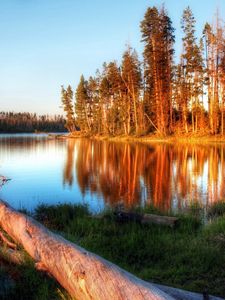 Preview wallpaper lake, evening, trees, log, water, light