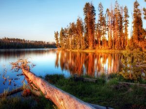 Preview wallpaper lake, evening, trees, log, water, light