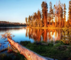 Preview wallpaper lake, evening, trees, log, water, light