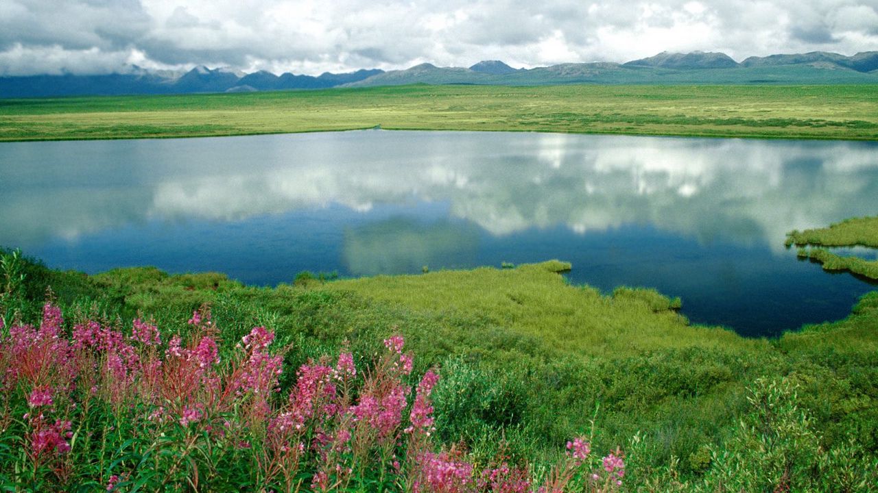 Wallpaper lake, flowers, coast, grass, greens, mountains, alaska