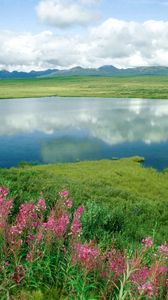 Preview wallpaper lake, flowers, coast, grass, greens, mountains, alaska
