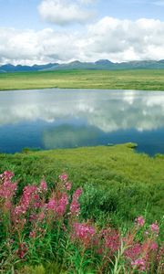 Preview wallpaper lake, flowers, coast, grass, greens, mountains, alaska