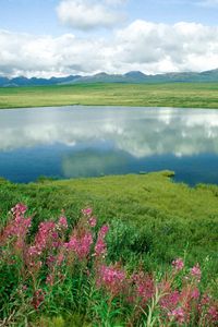 Preview wallpaper lake, flowers, coast, grass, greens, mountains, alaska