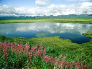 Preview wallpaper lake, flowers, coast, grass, greens, mountains, alaska