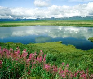 Preview wallpaper lake, flowers, coast, grass, greens, mountains, alaska