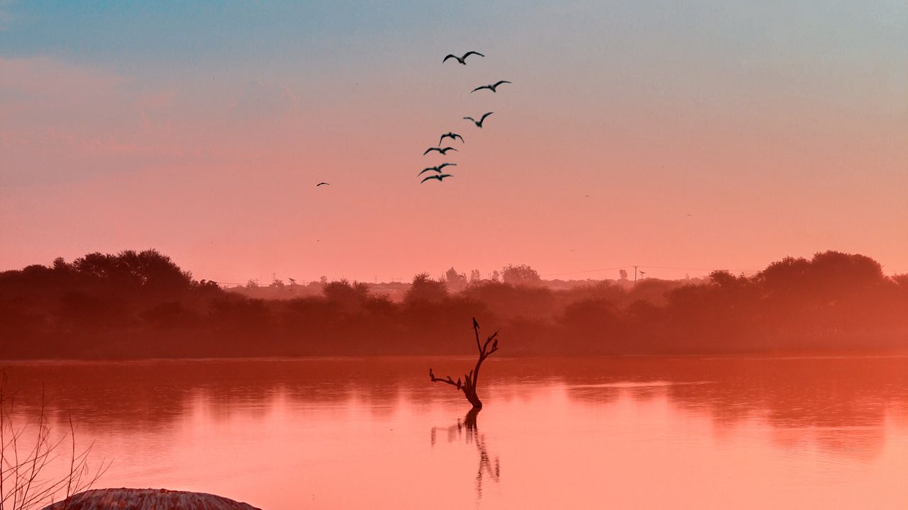 Wallpaper lake, fog, birds, sunset