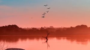Preview wallpaper lake, fog, birds, sunset